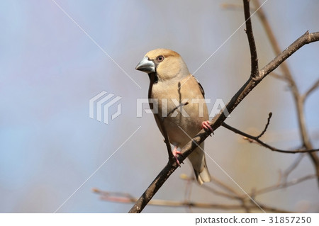 Hawfinch (Coccothraustes coccothrautes) on a twig 31857250