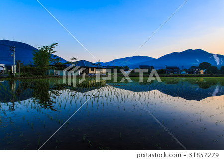 Dawn of Yufuin Rice Planting Rural Scenery Dawn of Yufuin Rice Planting Rural Scenery 31857279
