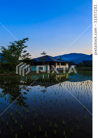 Dawn of Yufuin Rice Planting Rural Scenery Dawn of Yufuin Rice Planting Rural Scenery 31857281