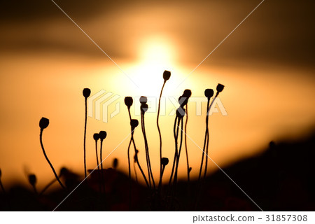 罌粟的光環 31857308