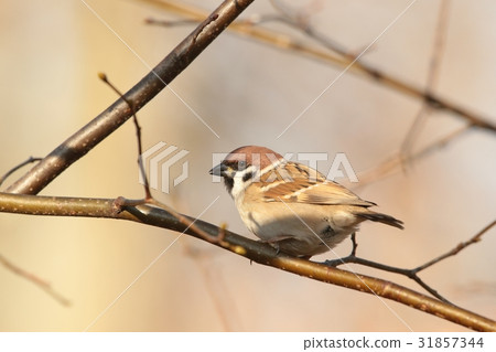 Eurasian Tree Sparrow (Passer montanus) 31857344
