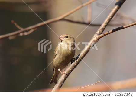 Female Greenfinch (Carduelis chloris) 31857345