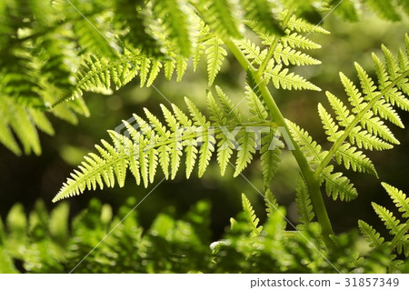 Close-up of Fern in the forest Close-up of Fern in the forest 31857349