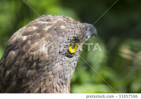 European Honey Buzzard European Honey Buzzard 31857586