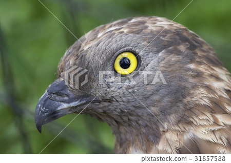 European Honey Buzzard European Honey Buzzard 31857588