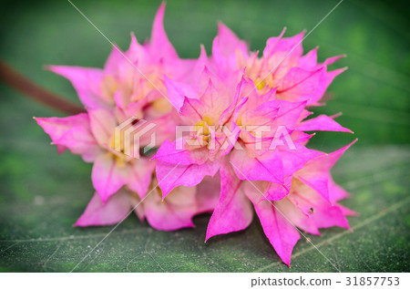 Tropical bougainvillea flower 31857753