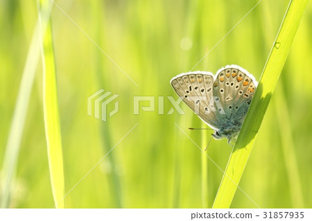 Butterfly on a spring meadow in the sunshine Butterfly on a spring meadow in the sunshine 31857935