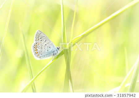 Butterfly on a spring meadow in the sunshine Butterfly on a spring meadow in the sunshine 31857942