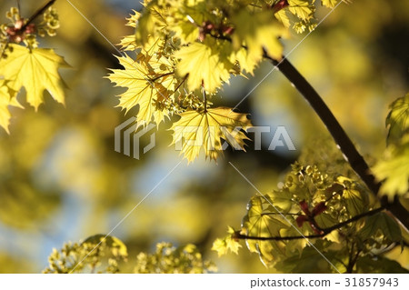 Spring maple leaf in the forest Spring maple leaf in the forest 31857943