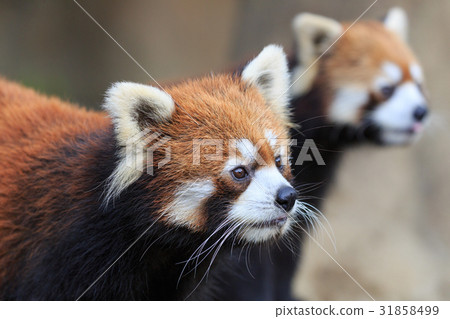Lesser panda 31858499