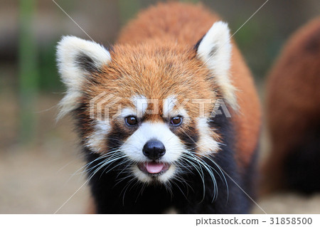 Lesser panda Lesser panda 31858500