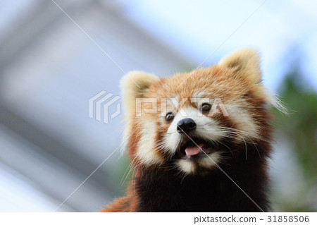Lesser panda 31858506