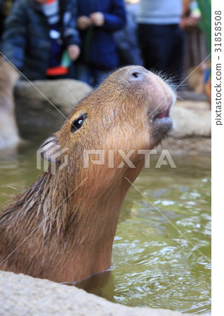Capybara 31858508