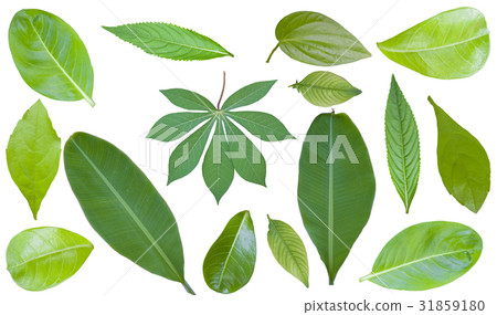 Tree Leaf green Isolated On White / clipping path Tree Leaf green Isolated On White / clipping path 31859180