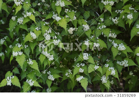 Cogomeume的花 31859269