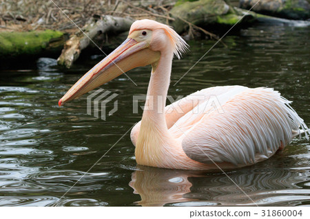 Momoiro Pelicans 31860004