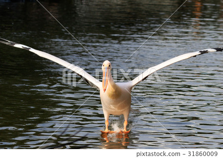 Momoiro Pelicans 31860009