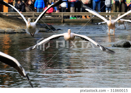 Momoiro Pelicans 31860015