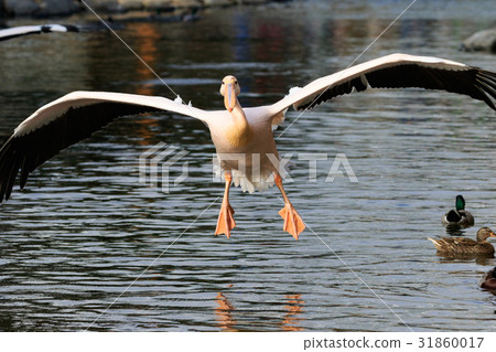 Momoiro Pelicans 31860017