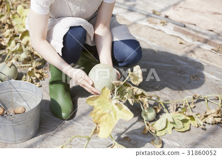 Melon farmer 31860052