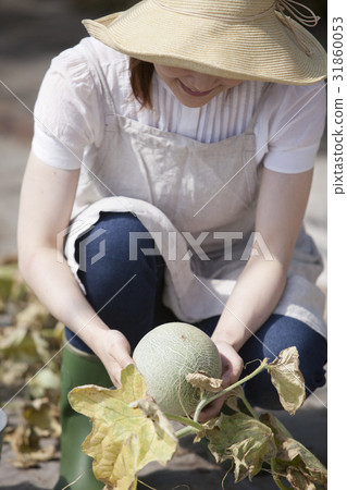 Melon farmer 31860053