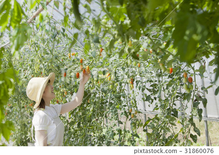 番茄農民 31860076
