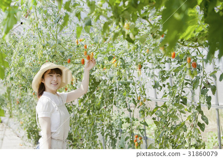 Tomato farmer 31860079