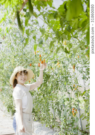 Tomato farmer 31860080