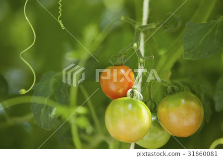 Petit tomato mini tomato 31860081