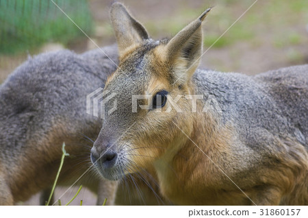 Patagonian mara - Dolichotis patagonum Patagonian mara - Dolichotis patagonum 31860157