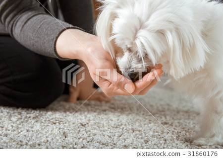 Maltese dog is eating from hand Maltese dog is eating from hand 31860176