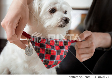 Putting on dog-collar with scarf 31860177
