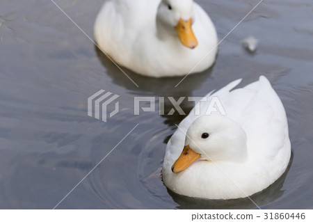Cole Duck Cole Duck 31860446