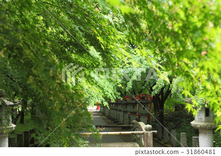 The approach to the fresh green of Takayama-ji 31860481