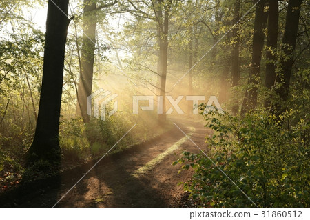 Deciduous forest on a foggy spring morning 31860512