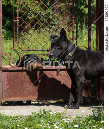 I am the boss 31860733