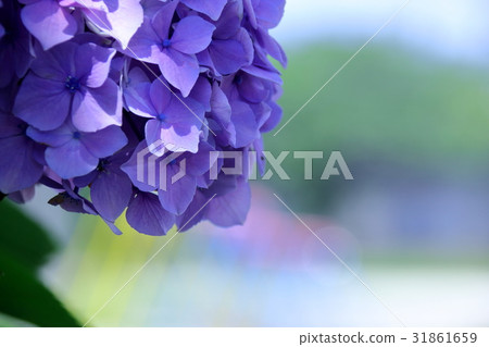  hydrangea 31861659