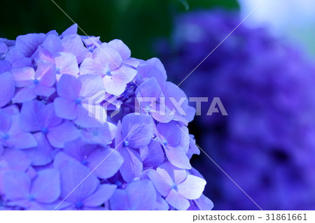  hydrangea 31861661