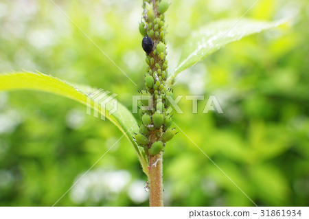 Aphids Aphids 31861934
