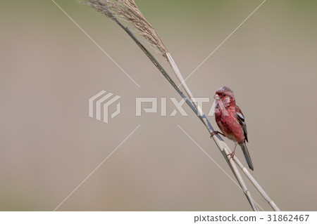 Benimashiko - Long tailed Rosefinch 31862467
