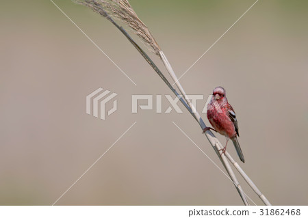 Benimashiko - Long tailed Rosefinch 31862468