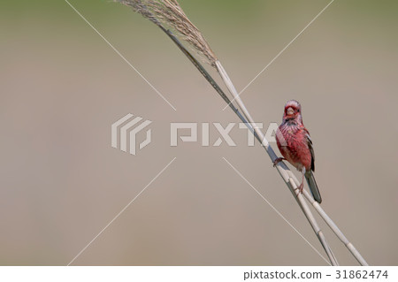 Benimashiko - 長尾的Rosefinch Benimashiko - 長尾的Rosefinch 31862474