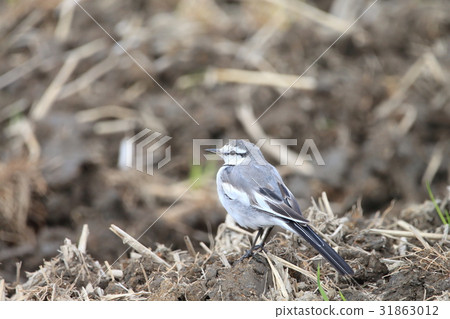 Sparrow Sparrow Eye Sekirei Department Sekirei Genus 31863012