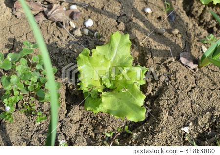 Young Lettuce in a Garden Young Lettuce in a Garden 31863080