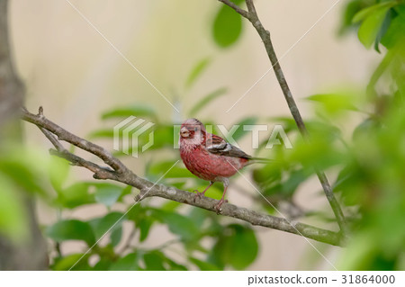 Benimashiko  - 長尾的Rosefinch 31864000