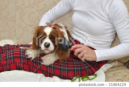 Woman Brushing Her Dog Woman Brushing Her Dog 31864229