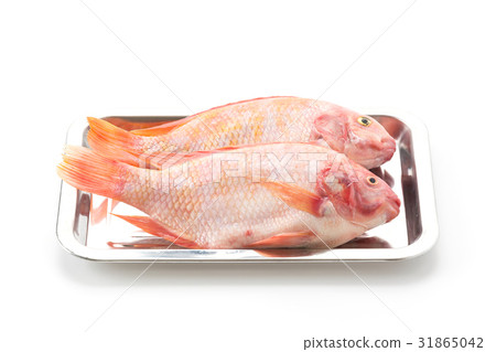 Red Tilapia 31865042