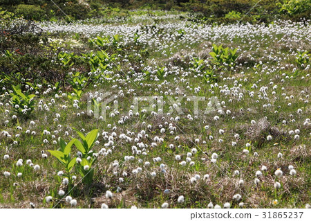 濕地盛開的濕地 31865237