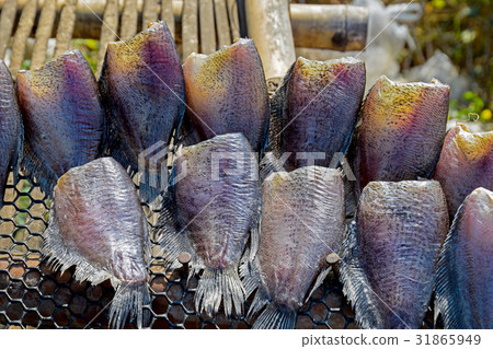 Gourami Gourami 31865949