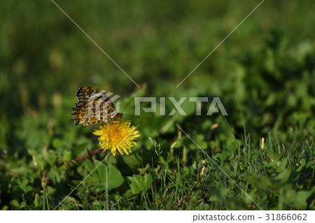 Butterflies and dandelions Butterflies and dandelions 31866062